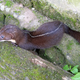 Illustration for article titled Monday Mustelid - Mustela strigidorsa Edition